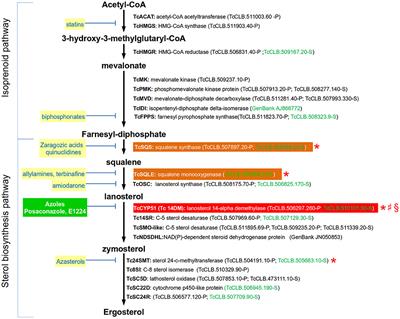 Discovery and Genetic Validation of Chemotherapeutic Targets for Chagas' Disease